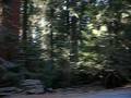 videos de Stopover on the way to the Giant Trees