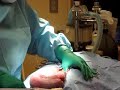 Labrador Retriever C-Section