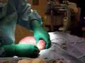 Labrador Retriever video