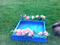 Kaninhoppning 4 Kaninhoppning 4