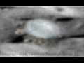 EXTRATERRESTRIAL UFO DISCLOSURE PART 2