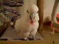 アクビちゃんの羽ポッケ