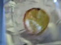 Oatley Pie (Chunky Beef) does the Hokey Pokey