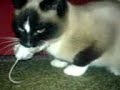 Cat suffocates Mouse