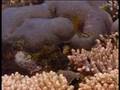 Australia MARINE WORLD (44)