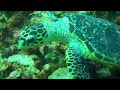 Turtle Maldives