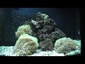 A 10 gallon nano reef 