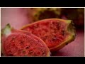 Take The TriVita Nopalea Wellness Challenge