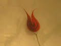Ebru Master -- Demonstration (Turkish Marbling: Islamic Art)
