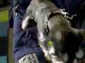 Schnauzer Miniatura video