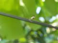 Flying with Flies