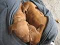 My dogs