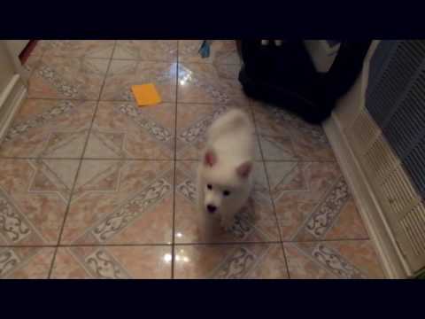 Kent will be 11 weeks old playing fish
