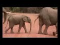 Norman Carr Safaris - South Luangwa National Park