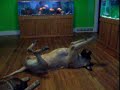 Crazy mastiff
