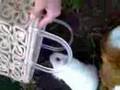guinea pig モルモットのお散歩（無修正ノーカット版）携帯撮影天地逆編その２