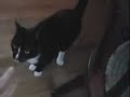 James the cat