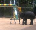 Painting Elephant Painting Elephant