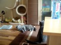 Samson + Lea (KATZENDECKUNG) BKH