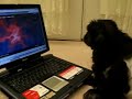 The singing Pekingese
