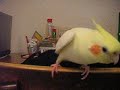 Female cockatiel saying her name Female cockatiel saying her name