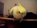 Female cockatiel saying her name