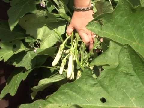 how to harvest aubergines