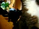 Cats and Chips Cats and Chips