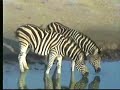 Another Injured Zebra - Nkorho Pan 07/31/07 Another Injured Zebra - Nkorho Pan 07/31/07