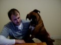 Video: Curious Boxer Watches Dog Video On YouTube