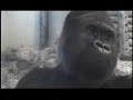 Gorilla Charlie from Toronto Zoo