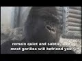 Gorilla Charlie from Toronto Zoo