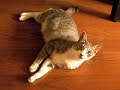 これであなたも猫見知り卒業です。 モア＊モアレmoire.lowdope.com