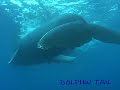 ???????????rurutu Is? humpback whale?No?5