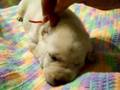 Labrador Retriever video