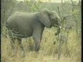 WildEarth.TV 7-19-08 Elephant Herd Pt2