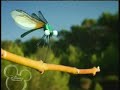 Miniscule Insect High Velocity