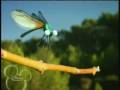 Miniscule Insect High Velocity  