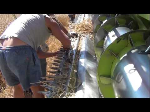 claas