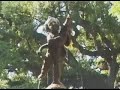Musica delle Piante