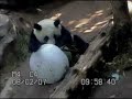 Su Lin\