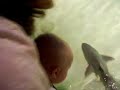 Sharks