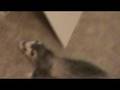 videos de Gooch chasing Meeka (raw video)