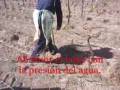 Plantacion de viña con barron de agua.wmv