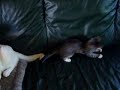 2 Am Curl kittens (and their father) playing 2 Am Curl kittens (and their father) playing