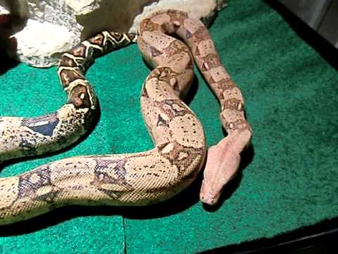 BOA CONSTRICTOR
