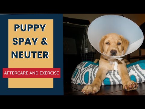 Puppy Spay and Neuter Aftercare and Exercise
