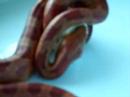 tigga the tiger/cornsnake eating jumbo mouse