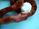 tigga the tiger/cornsnake eating jumbo mouse