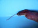 tigga the tiger/cornsnake eating jumbo mouse